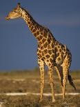 Giraffe Portrait at Sunset, Etosha Np, Nambia-Tony Heald-Photographic Print