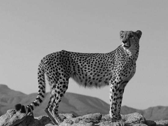 Photographic Print, , large