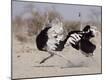 Photographic Print
