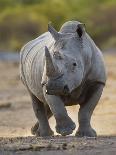 White Rhinoceros Etosha Np, Namibia January-Tony Heald-Photographic Print
