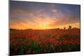 Photographic Print
