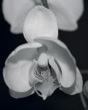 Night Orchid I-Tony Koukos-Giclee Print