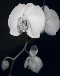 Night Orchid III-Tony Koukos-Giclee Print