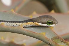 Boomslang (Dispholidus Typus) Neonate Snake On Aloe-Tony Phelps-Framed Photographic Print