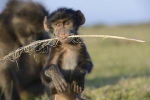 Chacma Baboon (Papio Ursinus) Infant Playing with Ostrich Feather by Tony Phelps