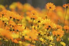 Parachute Daisies (Ursinia Anthemoides) Little Karoo, Western Cape, South Africa-Tony Phelps-Framed Premier Image Canvas