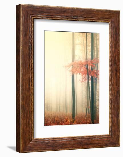 Took His Time-Philippe Sainte-Laudy-Framed Photographic Print