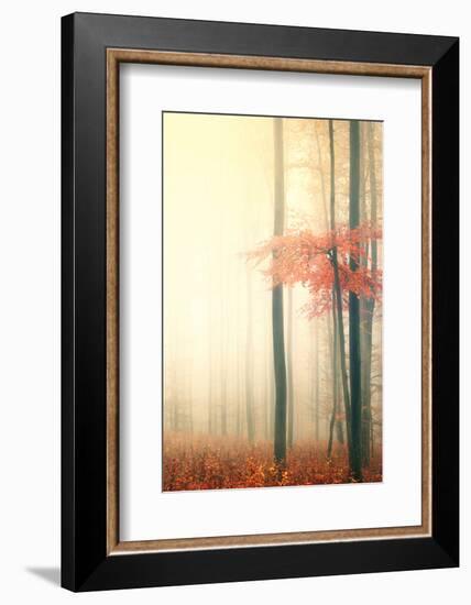 Took His Time-Philippe Sainte-Laudy-Framed Photographic Print