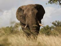 White Rhino, and Calf, Ithala Game Reserve, Kwazulu Natal, South Africa-Toon Ann & Steve-Photographic Print