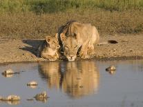 Lioness and Cubs, Kgalagadi Transfrontier Park, Northern Cape, South Africa, Africa-Toon Ann & Steve-Photographic Print
