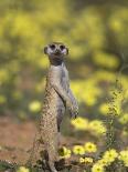 Meerkat, Among Devil's Thorn Flowers, Kgalagadi Transfrontier Park, Northern Cape, South Africa-Toon Ann & Steve-Photographic Print