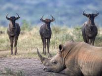 White Rhino, and Calf, Ithala Game Reserve, Kwazulu Natal, South Africa-Toon Ann & Steve-Photographic Print