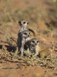 Meerkat, Among Devil's Thorn Flowers, Kgalagadi Transfrontier Park, Northern Cape, South Africa-Toon Ann & Steve-Framed Photographic Print