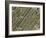 Tooth Dentine, SEM-Steve Gschmeissner-Framed Photographic Print