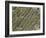 Tooth Dentine, SEM-Steve Gschmeissner-Framed Photographic Print