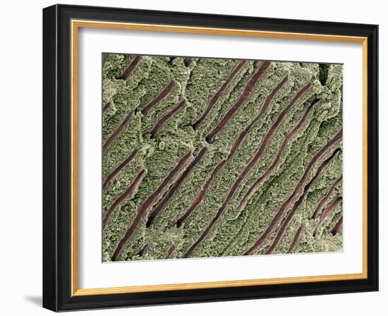 Tooth Dentine, SEM-Steve Gschmeissner-Framed Photographic Print