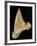 Tooth from Great White Shark-Walter Geiersperger-Framed Photographic Print