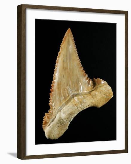 Tooth from Great White Shark-Walter Geiersperger-Framed Photographic Print