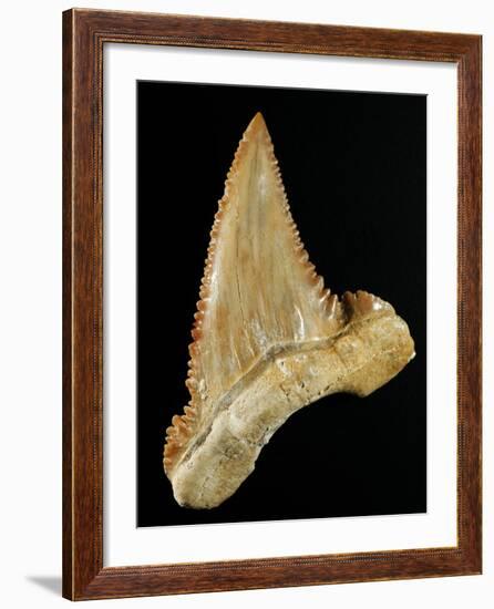 Tooth from Great White Shark-Walter Geiersperger-Framed Photographic Print