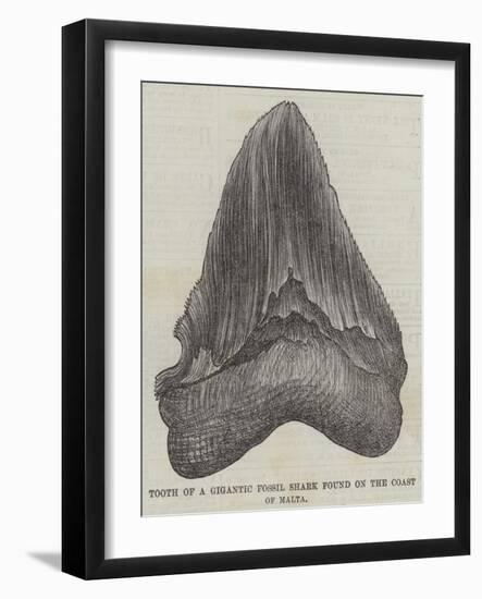 Tooth of a Gigantic Fossil Shark Found on the Coast of Malta-null-Framed Giclee Print