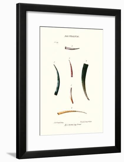 Tooth Shells-John Mawe-Framed Art Print