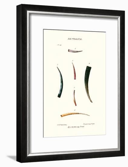 Tooth Shells-John Mawe-Framed Art Print