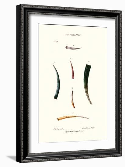 Tooth Shells-John Mawe-Framed Art Print