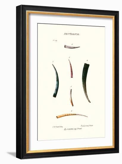 Tooth Shells-John Mawe-Framed Art Print