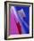 Toothbrushes-Chris Knapton-Framed Photographic Print