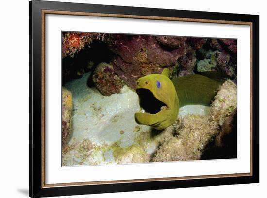 Toothless Green Moray Eel, Nassau, the Bahamas-Stocktrek Images-Framed Photographic Print