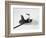 Top Hat, Cane and Gloves-null-Framed Photographic Print