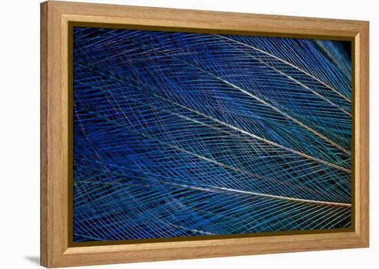 Top Knot Feathers of the Blue Bird of Paradise-Darrell Gulin-Framed Premier Image Canvas