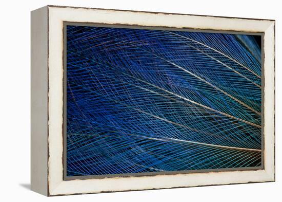 Top Knot Feathers of the Blue Bird of Paradise-Darrell Gulin-Framed Premier Image Canvas