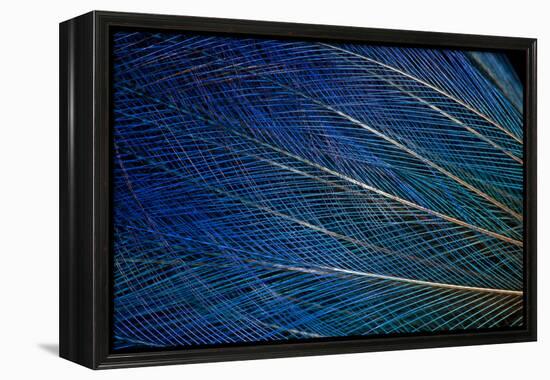 Top Knot Feathers of the Blue Bird of Paradise-Darrell Gulin-Framed Premier Image Canvas