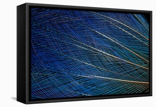 Top Knot Feathers of the Blue Bird of Paradise-Darrell Gulin-Framed Premier Image Canvas