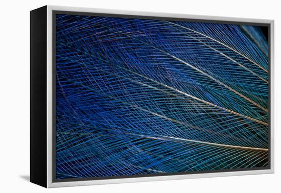 Top Knot Feathers of the Blue Bird of Paradise-Darrell Gulin-Framed Premier Image Canvas