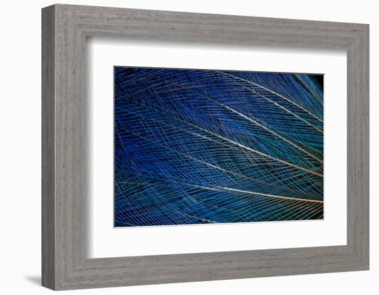 Top Knot Feathers of the Blue Bird of Paradise-Darrell Gulin-Framed Photographic Print