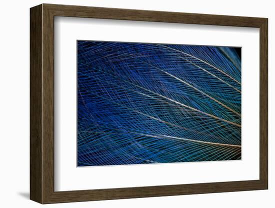 Top Knot Feathers of the Blue Bird of Paradise-Darrell Gulin-Framed Photographic Print