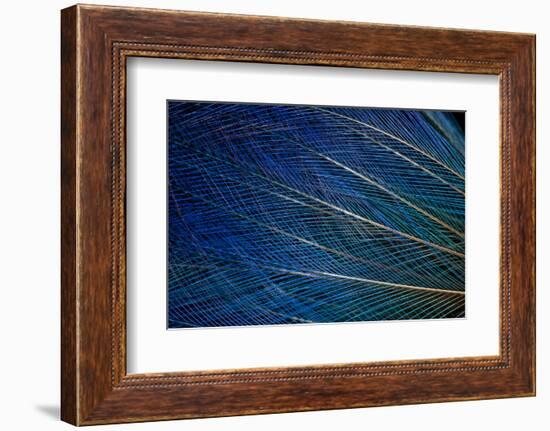 Top Knot Feathers of the Blue Bird of Paradise-Darrell Gulin-Framed Photographic Print