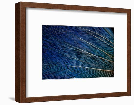 Top Knot Feathers of the Blue Bird of Paradise-Darrell Gulin-Framed Photographic Print