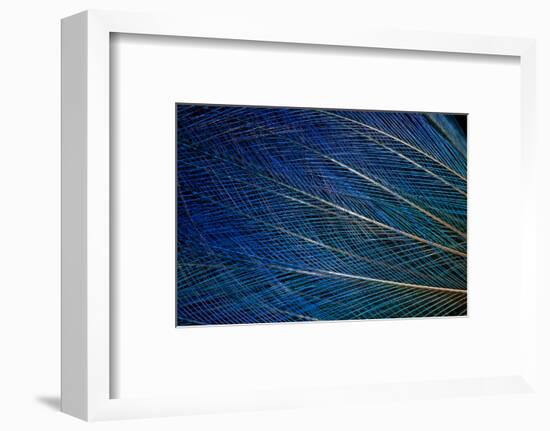 Top Knot Feathers of the Blue Bird of Paradise-Darrell Gulin-Framed Photographic Print