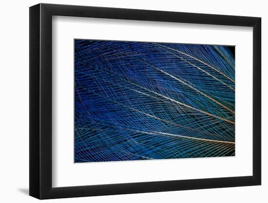 Top Knot Feathers of the Blue Bird of Paradise-Darrell Gulin-Framed Photographic Print