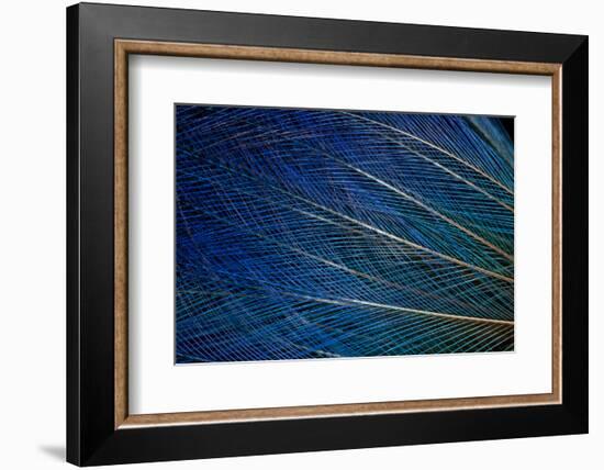 Top Knot Feathers of the Blue Bird of Paradise-Darrell Gulin-Framed Photographic Print