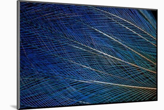 Top Knot Feathers of the Blue Bird of Paradise-Darrell Gulin-Mounted Photographic Print