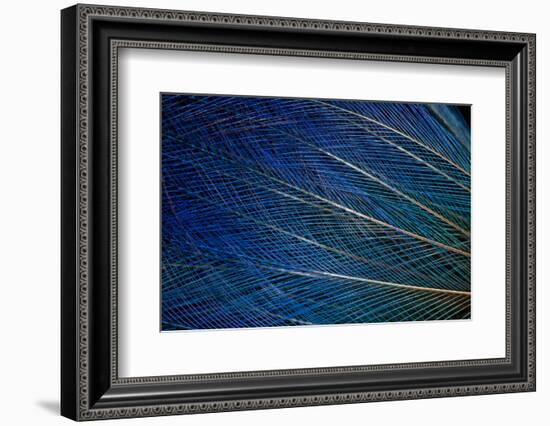 Top Knot Feathers of the Blue Bird of Paradise-Darrell Gulin-Framed Photographic Print