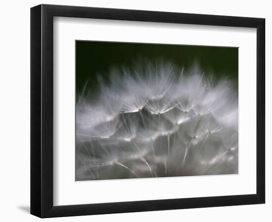 Top of a Dandelion Seed Head is Seen in the Morning Light in Marysville, Pennsylvania-null-Framed Premium Photographic Print