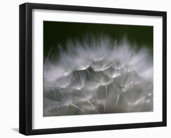 Top of a Dandelion Seed Head is Seen in the Morning Light in Marysville, Pennsylvania-null-Framed Photographic Print