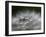 Top of a Dandelion Seed Head is Seen in the Morning Light in Marysville, Pennsylvania-null-Framed Photographic Print