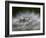 Top of a Dandelion Seed Head is Seen in the Morning Light in Marysville, Pennsylvania-null-Framed Photographic Print