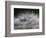 Top of a Dandelion Seed Head is Seen in the Morning Light in Marysville, Pennsylvania-null-Framed Photographic Print